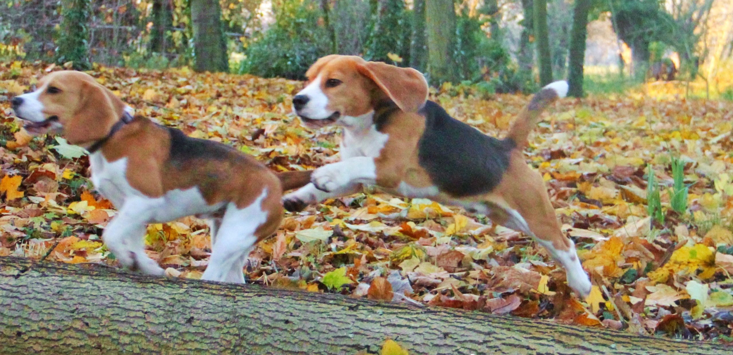 Beagles