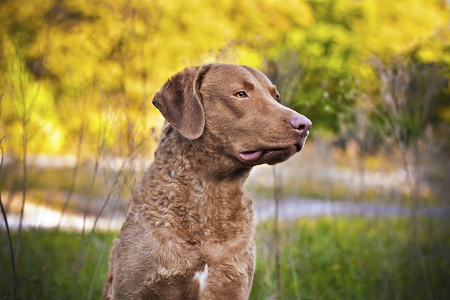 Chesapeake Bay Retrievers