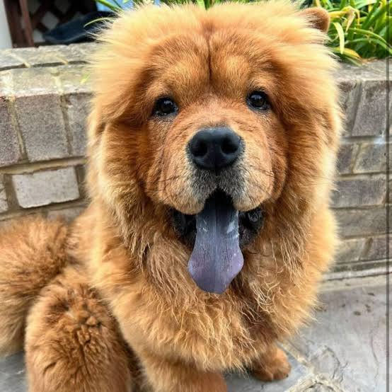 Chow Chow