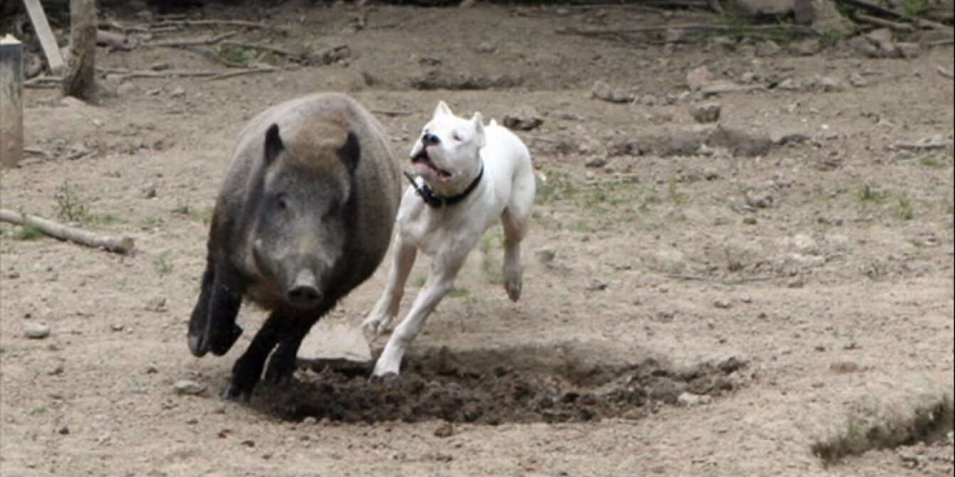 Dogo Argentino