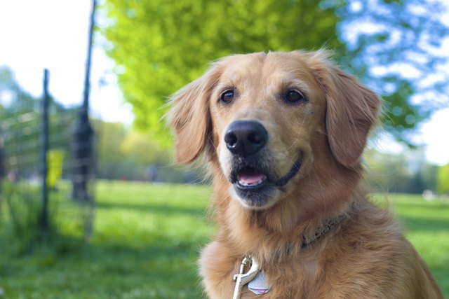 Golden retriever