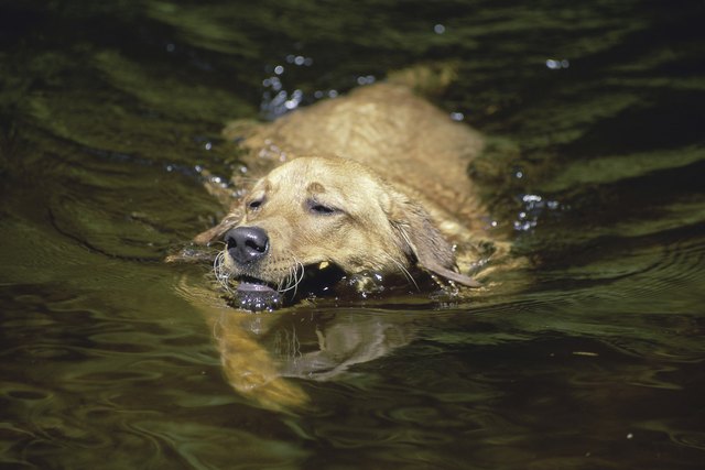 Labrador Retrievers