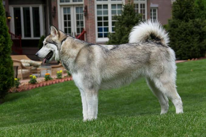 Malamute d’Alaska