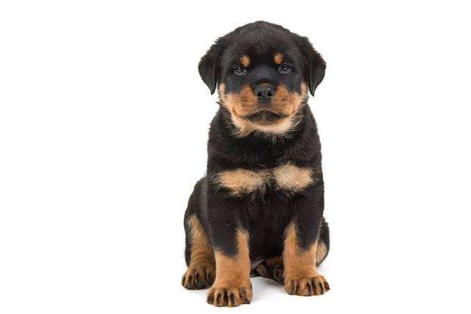 Rottweiler