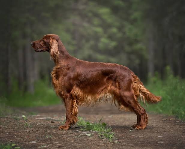 Setter irlandais