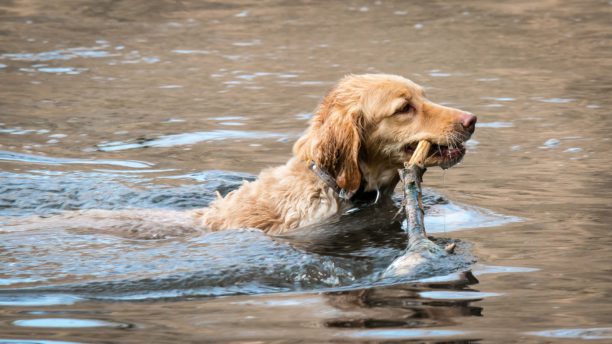 chien de chasse